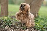 LHASSA APSO 215